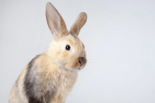 Kahverengi küçük tavşan — Stok fotoğraf