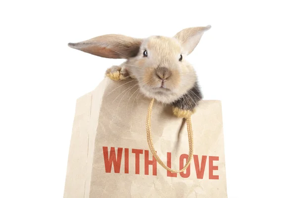 Rabbit in a paper bag — Stock Photo, Image