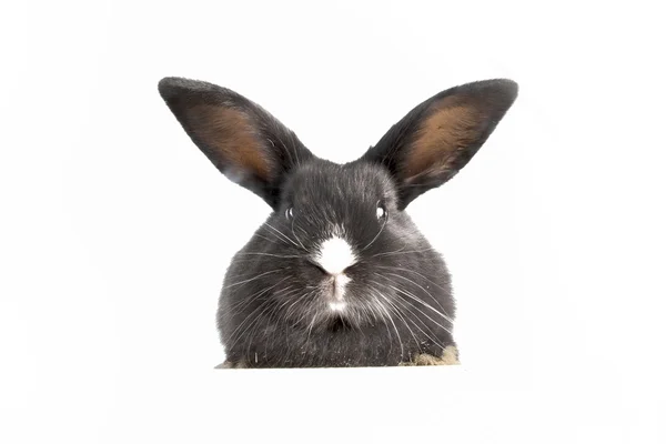 Small fluffy black rabbit — Stock Photo, Image