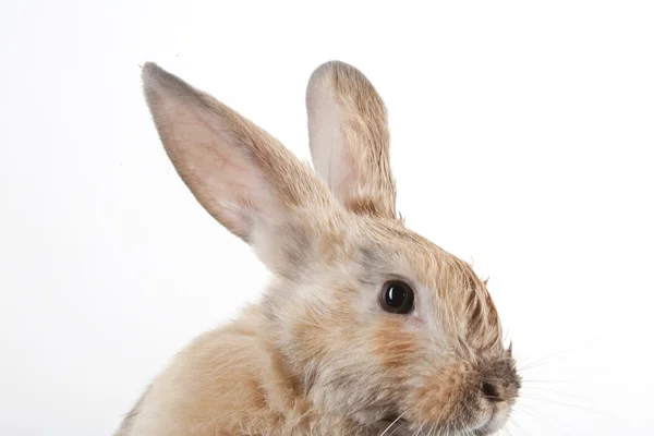 Kaninchen auf weiß — Stockfoto