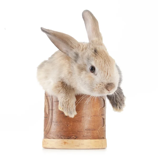 Pequeño conejo en una caja — Foto de Stock