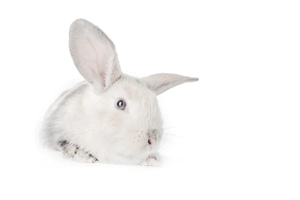 Kanin på vit — Stockfoto