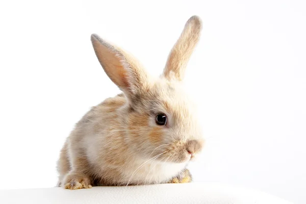 Beyaz tavşan tavşan — Stok fotoğraf