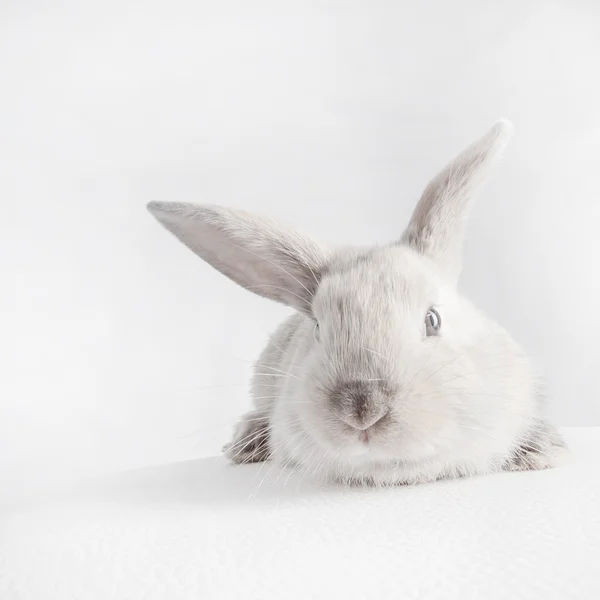 흰색 토끼 토끼 — 스톡 사진