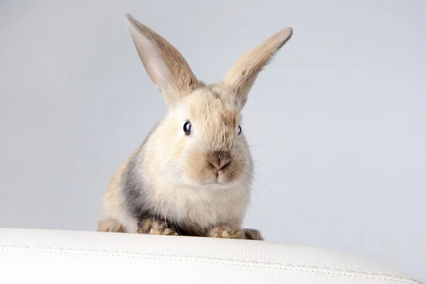 Kaninchen aus Weiß — Stockfoto