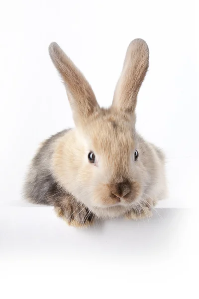 Häschen und leerer Teller — Stockfoto