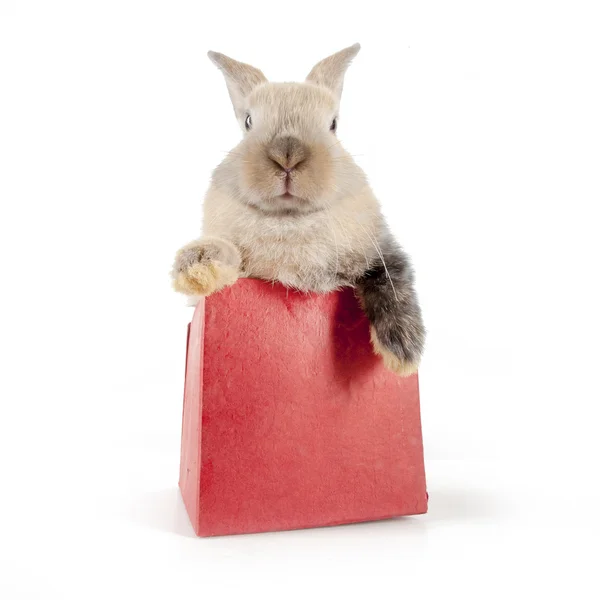 Conejo en una caja roja — Foto de Stock