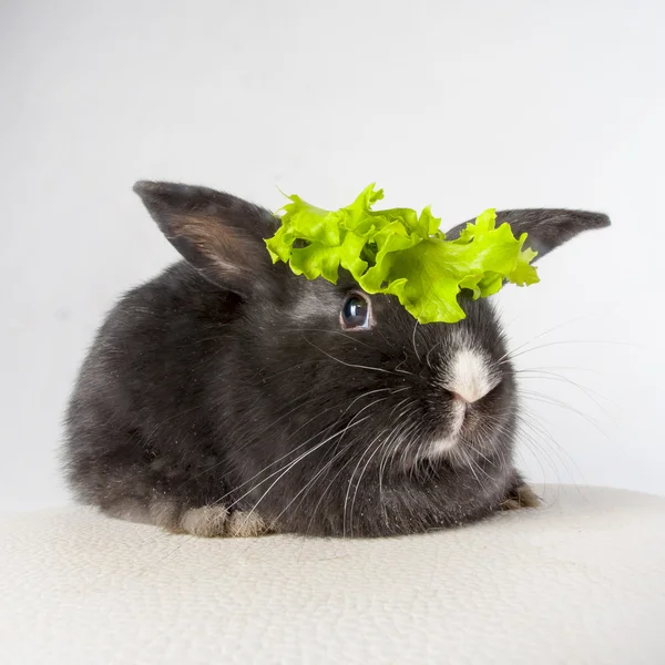 Little rabbit and leaf — Stock Photo, Image