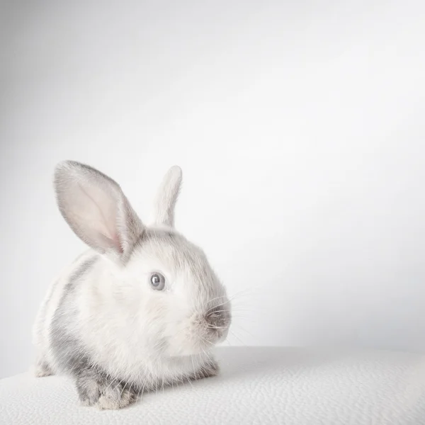 Lapin lapin sur blanc — Photo