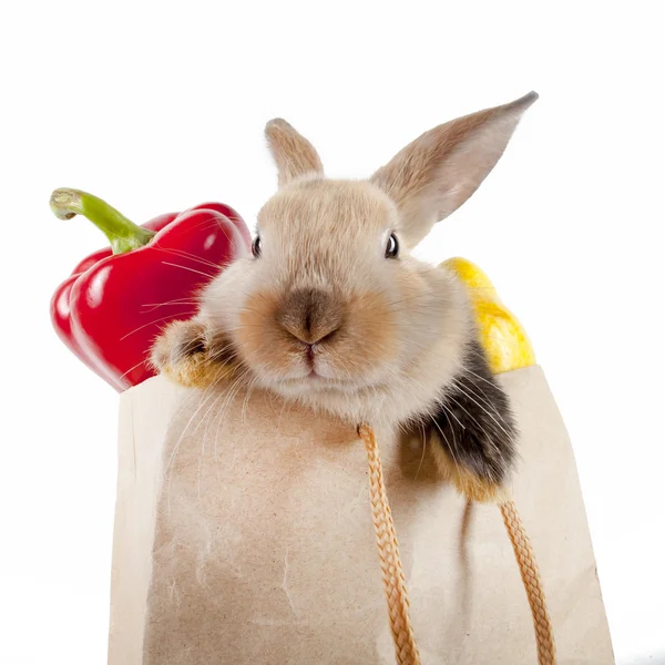 Konijn in een papieren zak — Stockfoto