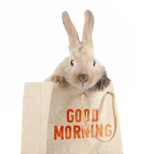 Rabbit in a paper bag — Stock Photo, Image