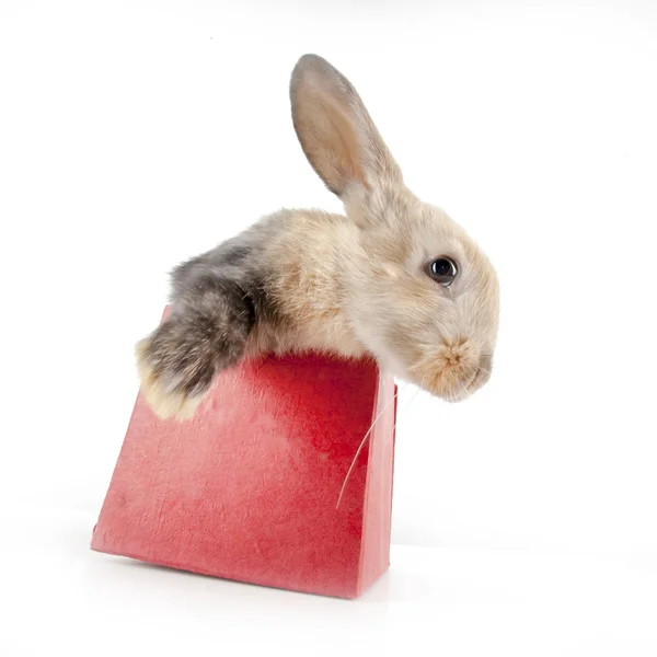 Lapin dans une boîte rouge — Photo