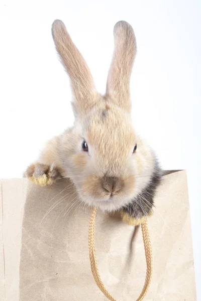 Kaninchen in einer Papiertüte — Stockfoto