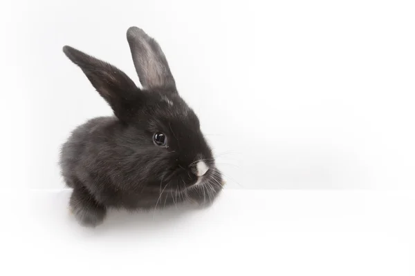 Bunny segurando um prato vazio — Fotografia de Stock