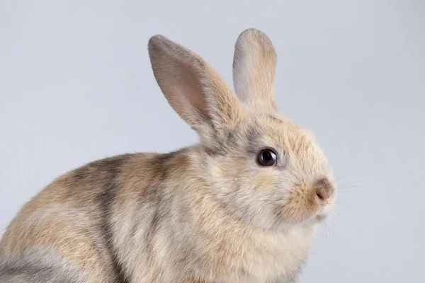 Kaninchen aus Weiß — Stockfoto
