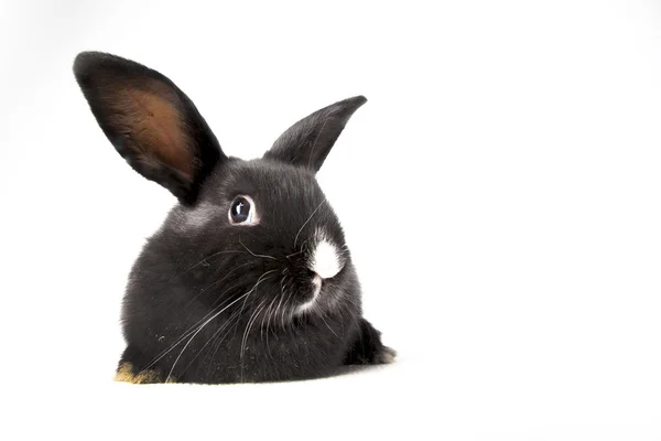 Kleines, flauschiges schwarzes Kaninchen — Stockfoto