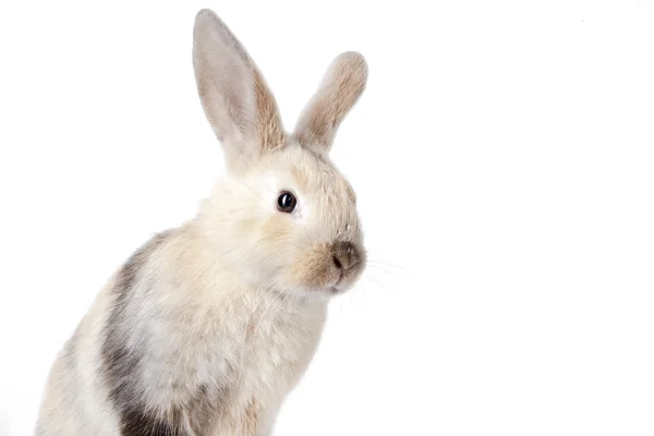 Bunny rabbit of white — Stock Photo, Image