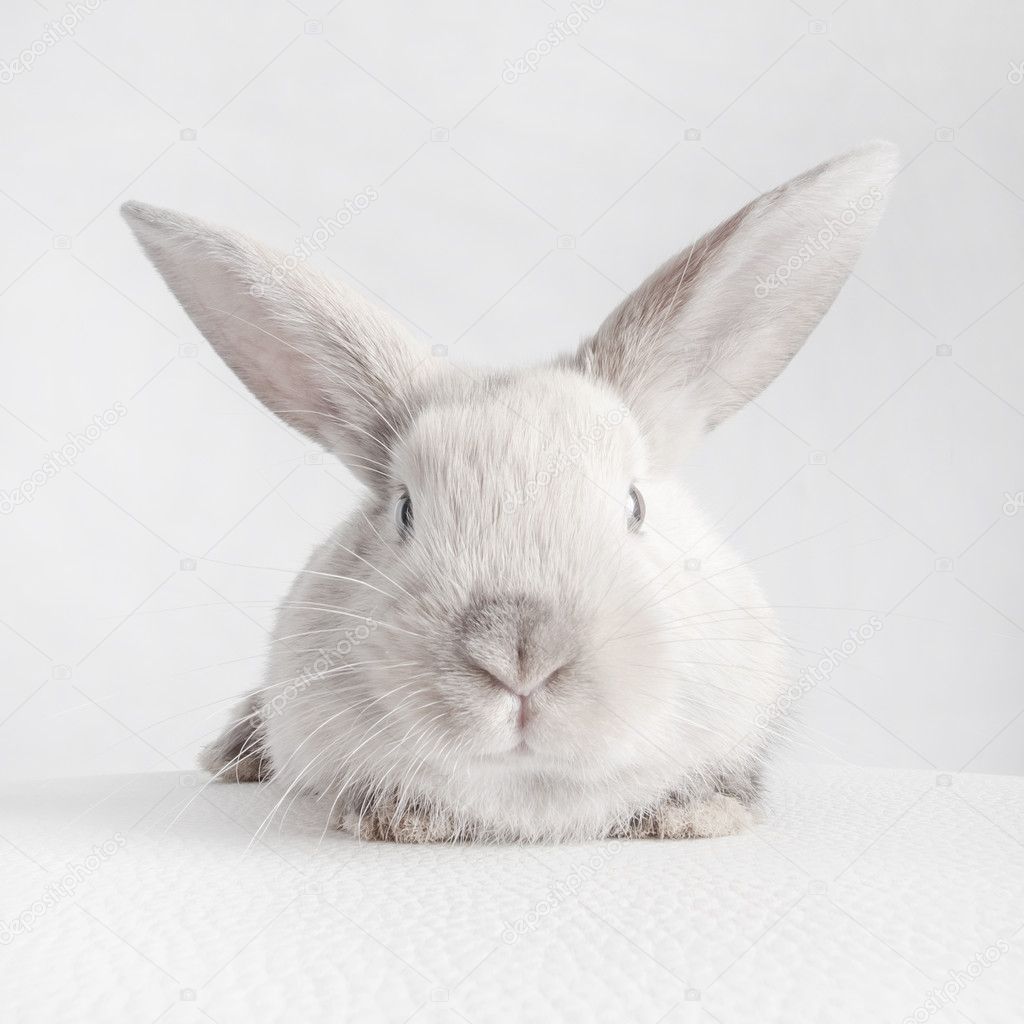 Bunny rabbit on white