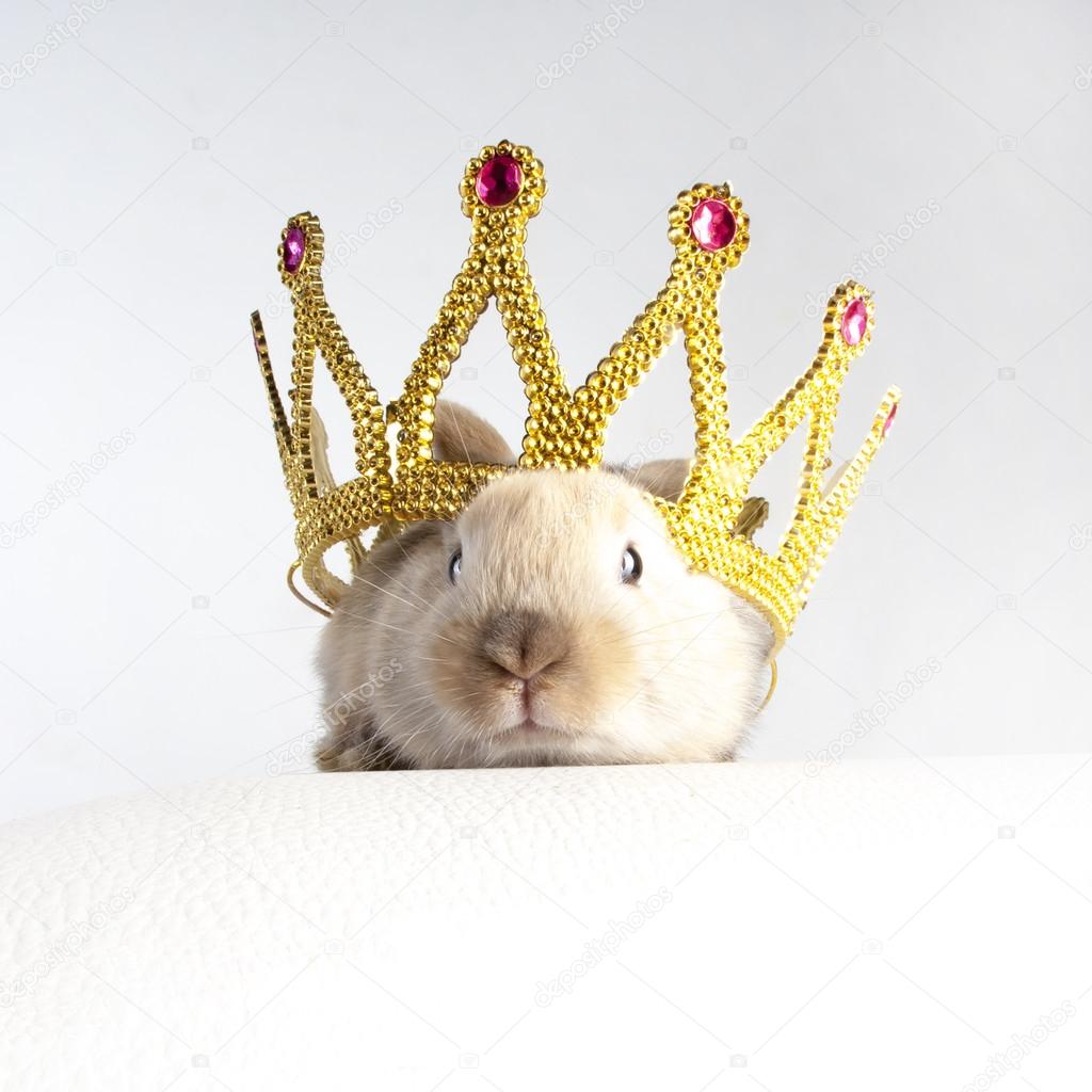 小兔子在一顶王冠 图库照片 C Watman