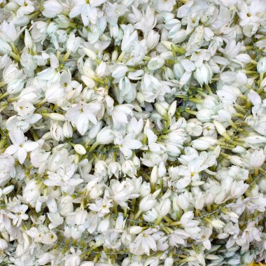 güzel beyaz fowers.