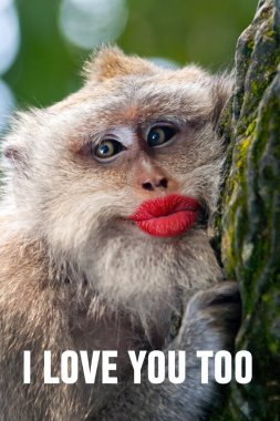 Funny monkey with a red lips clipart
