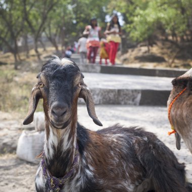 Keçi ve arkasında Hintli çocuk