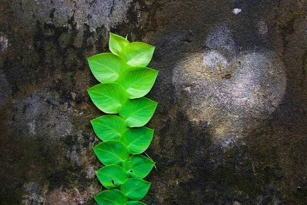 Green leaves near silhouette of heart — Stock Photo, Image