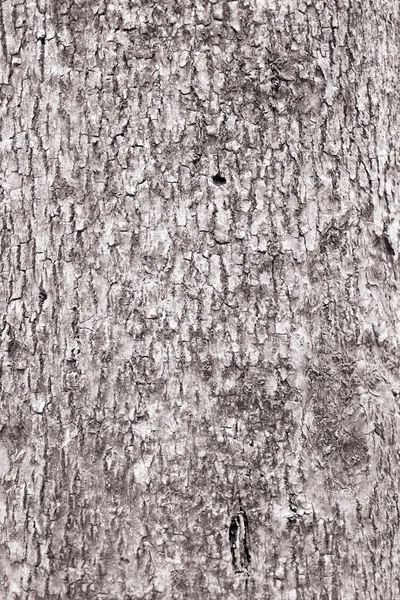 Corteccia dell'albero da vicino — Foto Stock