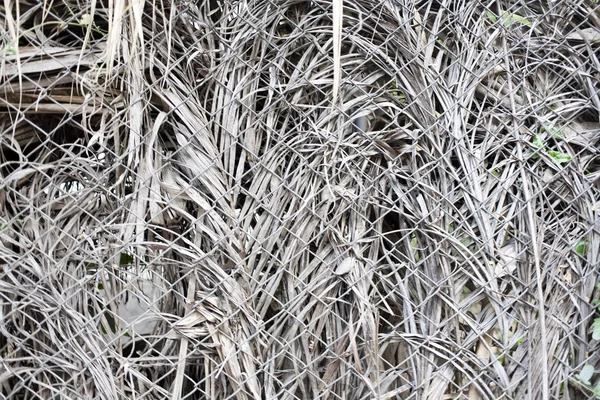 Background of grey bamboo — Stock Photo, Image