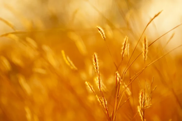 Orecchio di grano e raggi del sole — Foto Stock