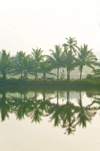 Bela selva e água . — Fotografia de Stock