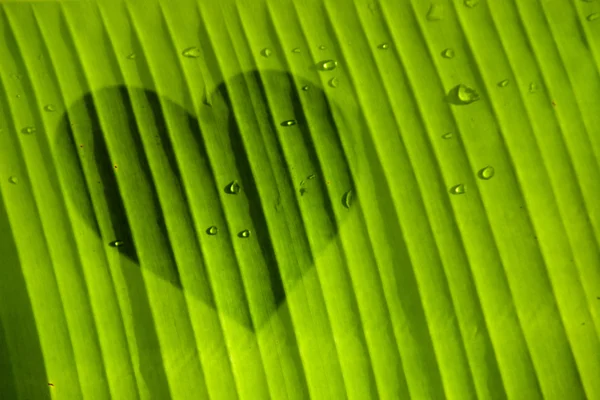 Picture of heart on green leaf — Stock Photo, Image