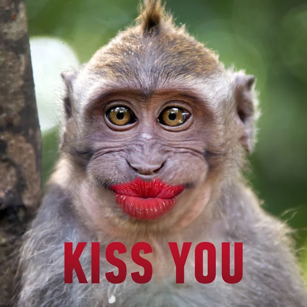 Lustiger Affe mit roten Lippen — Stockfoto