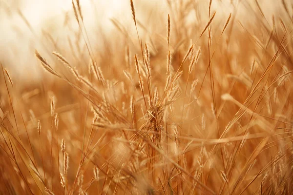 Orelha de trigo e raios de sol — Fotografia de Stock