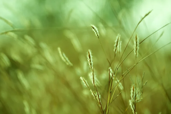 Orelha de trigo e raios de sol — Fotografia de Stock