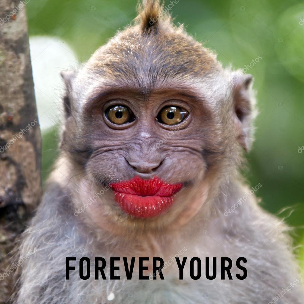 Funny monkey with a red lips Stock Photo by ©watman 69187781