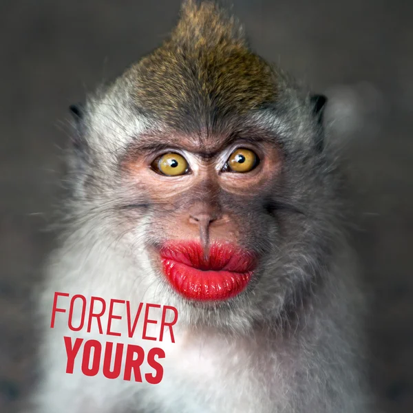 Funny monkey with a red lips — Stock Photo, Image