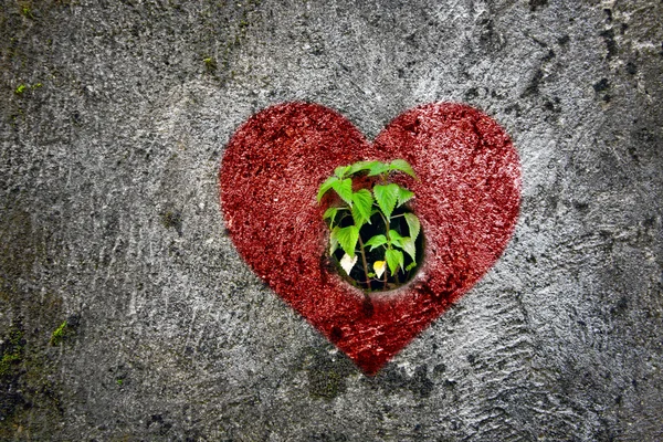 Yeşil bitki resim kırmızı kalp üzerinde — Stok fotoğraf