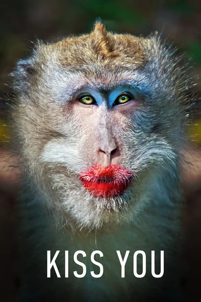 Vicces majom egy piros ajkak — Stock Fotó