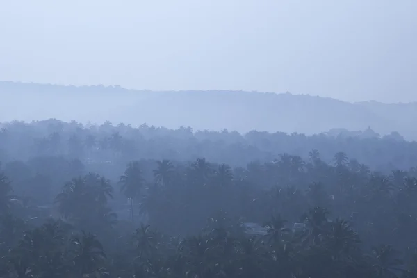 Ranní džungle v mlze — Stock fotografie