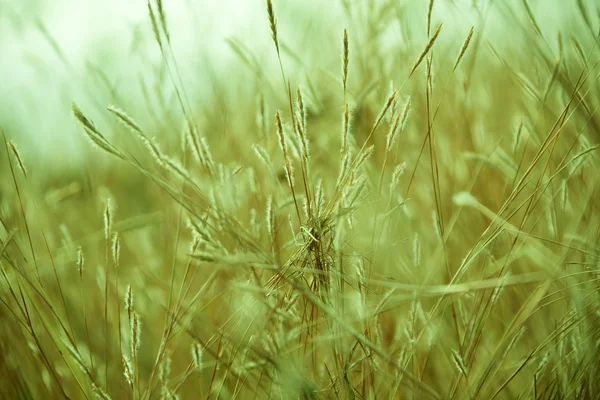 Ухо пшеницы и солнечные лучи — стоковое фото