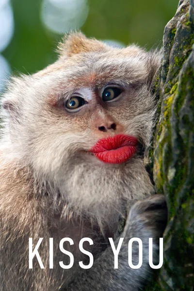 Funny monkey with a red lips — Stock Photo, Image