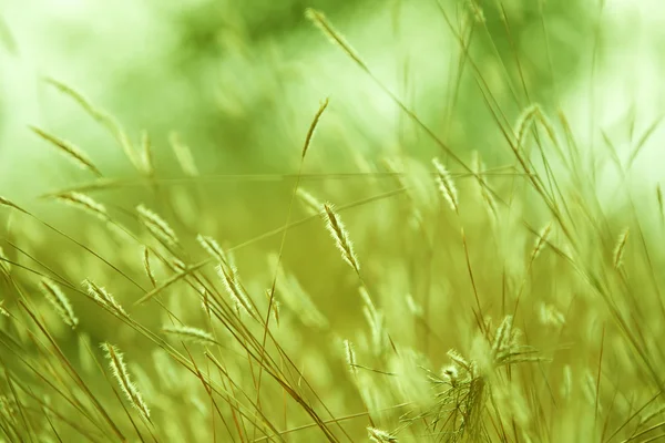 Oor van tarwe en zon stralen — Stockfoto