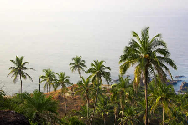 ジャングルと青い海 — ストック写真
