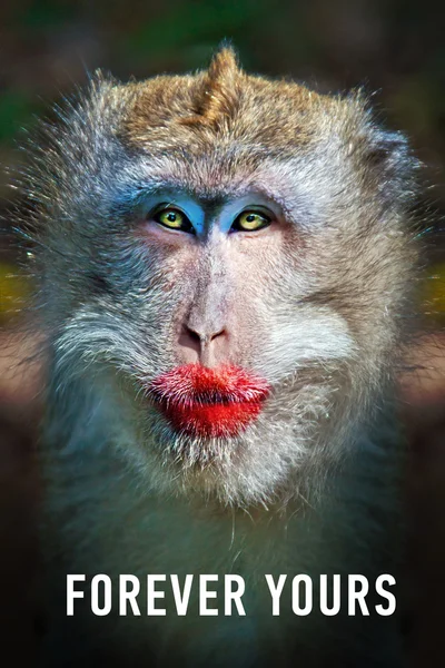 Funny monkey with a red lips — Stock Photo, Image