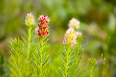 Dağ çiçekleri yakın çekim