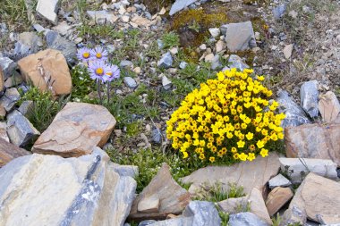Kayalarda sarı çiçekler