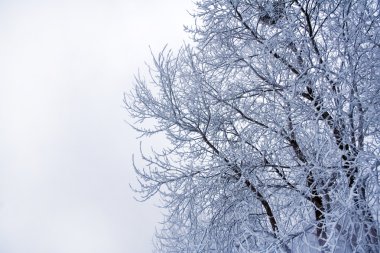 Kış ağaçlar ve çit