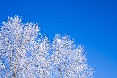 Beyaz Frost güzel ağaçlar