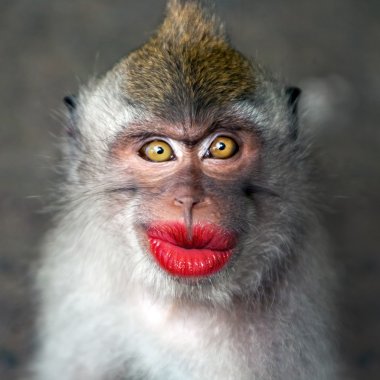 Funny monkey with a red lips clipart